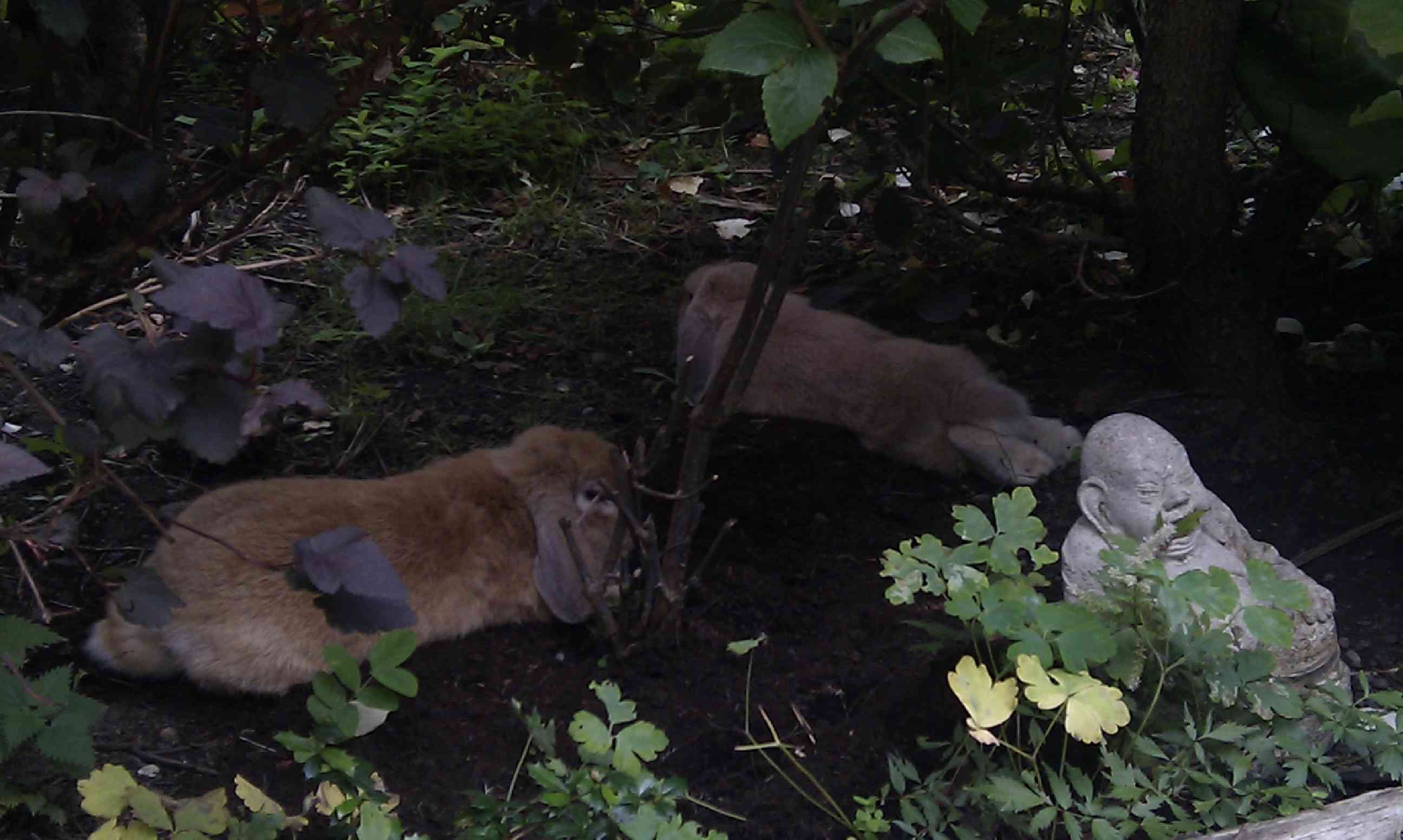 mini lop rabbit and dwarf lop rabbit